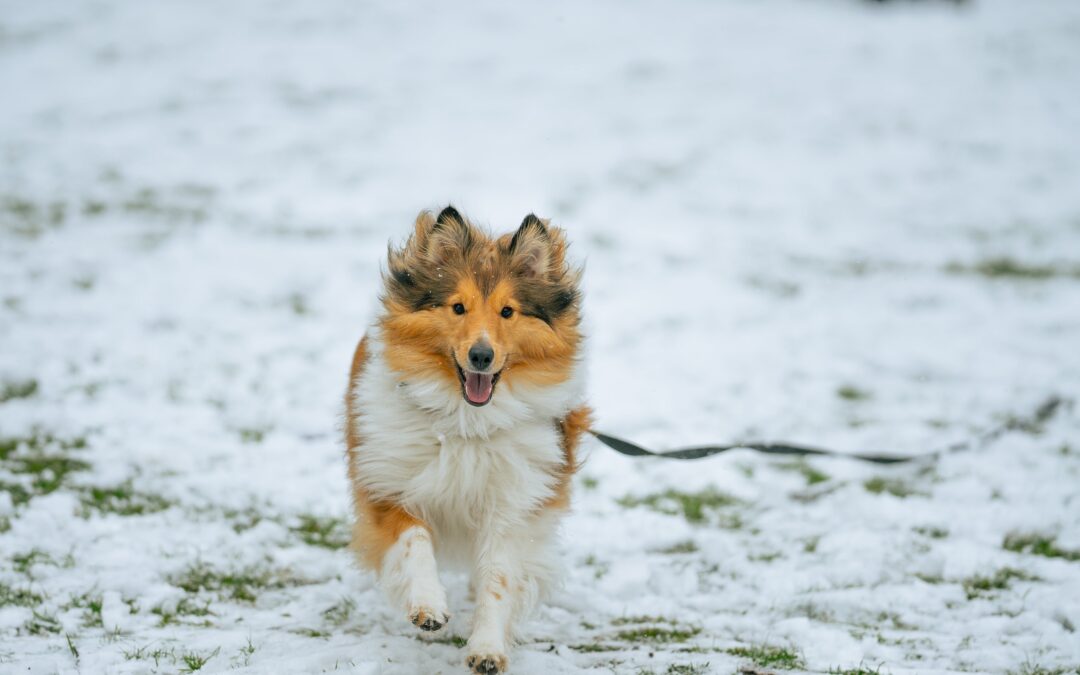 Apprendre le rappel à son chien