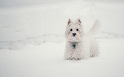 Conseils pour promener son chien : Tout ce que vous devez savoir