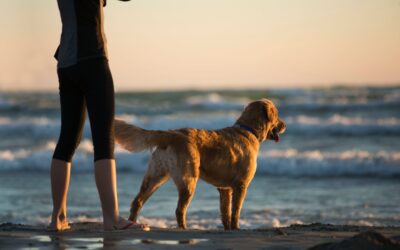 Partir en vacances avec son chien