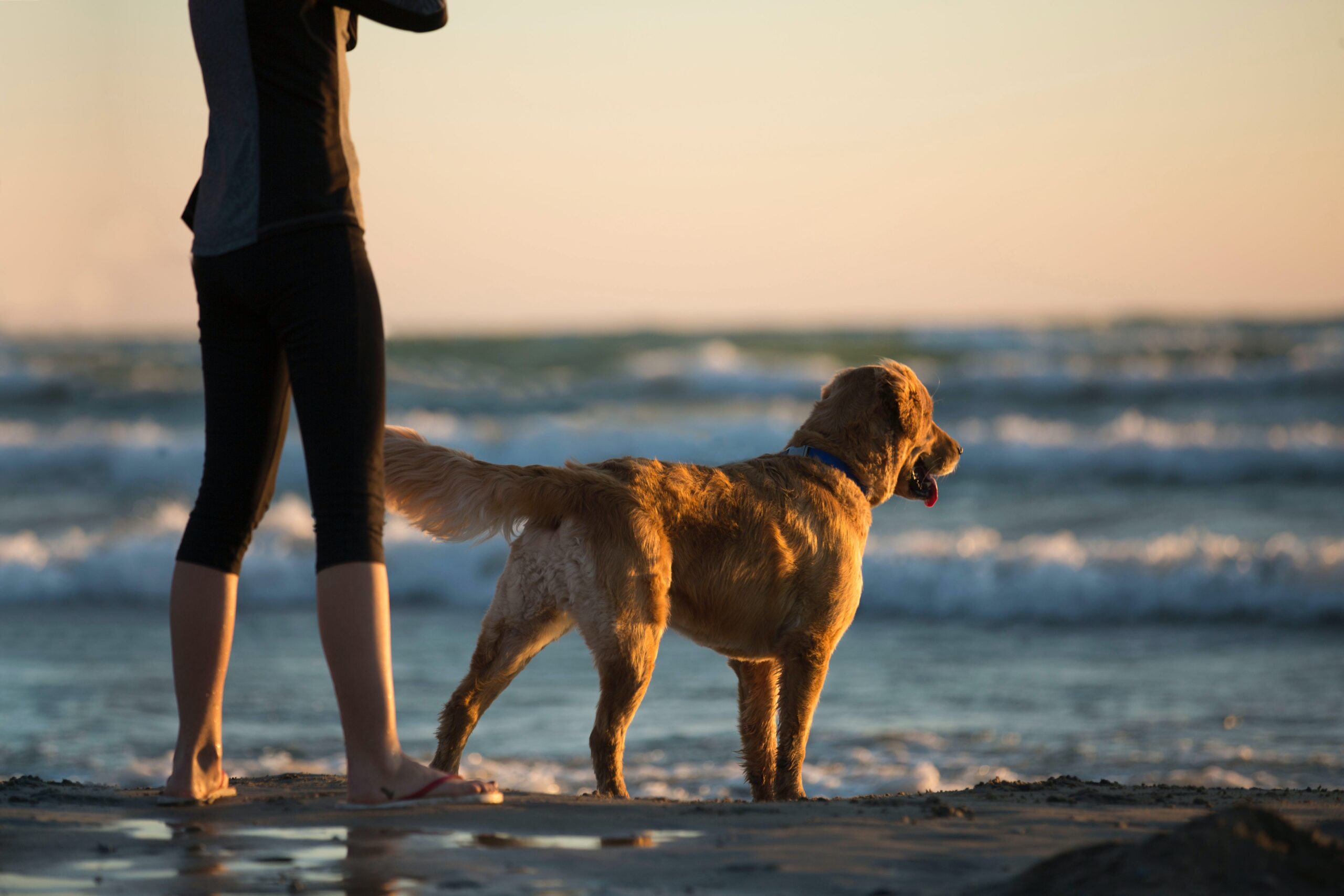 vacances avec son chien